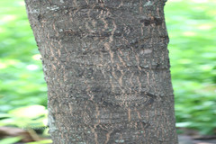 Terminalia catappa